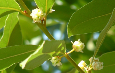 Vavrín (Laurus nobilis) Vavrín (Laurus nobilis)